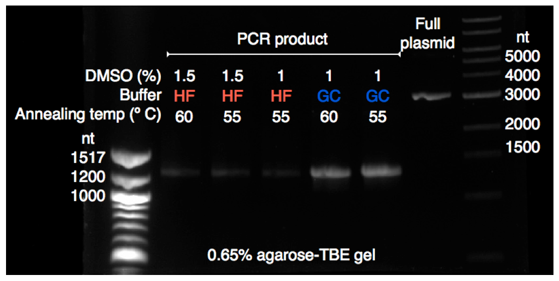 Screen Shot 2020-04-13 at 11.32.26 AM.png